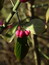Euonymus europaea, Gewöhnliches Pfaffenhütchen, Färbepflanze, Färberpflanze, Pflanzenfarben,  färben, Klostergarten Seligenstadt